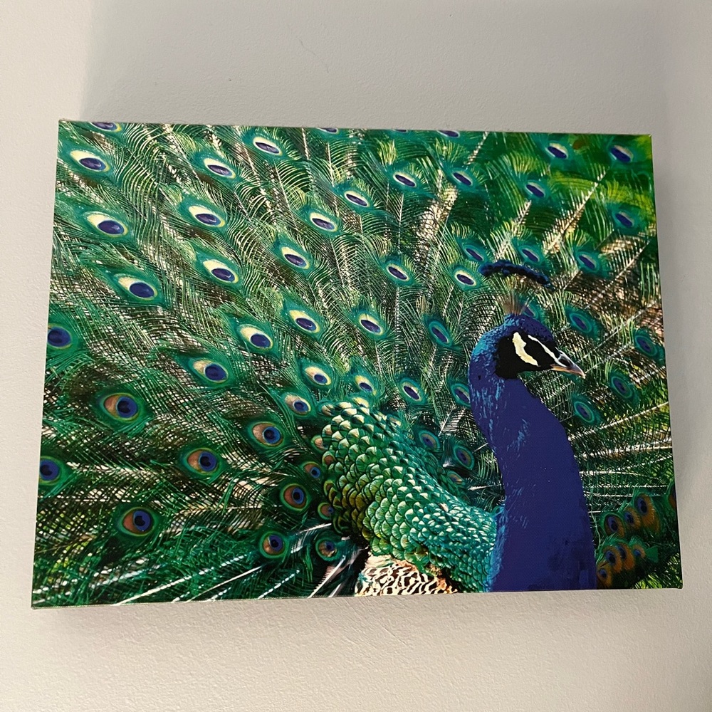Peacock Art Print